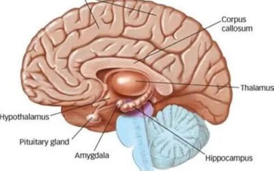 Le voyage d’une émotion dans notre cerveau : comprendre ce qui se passe en nous