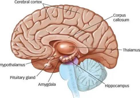 circuit des émotions dans le cerveau