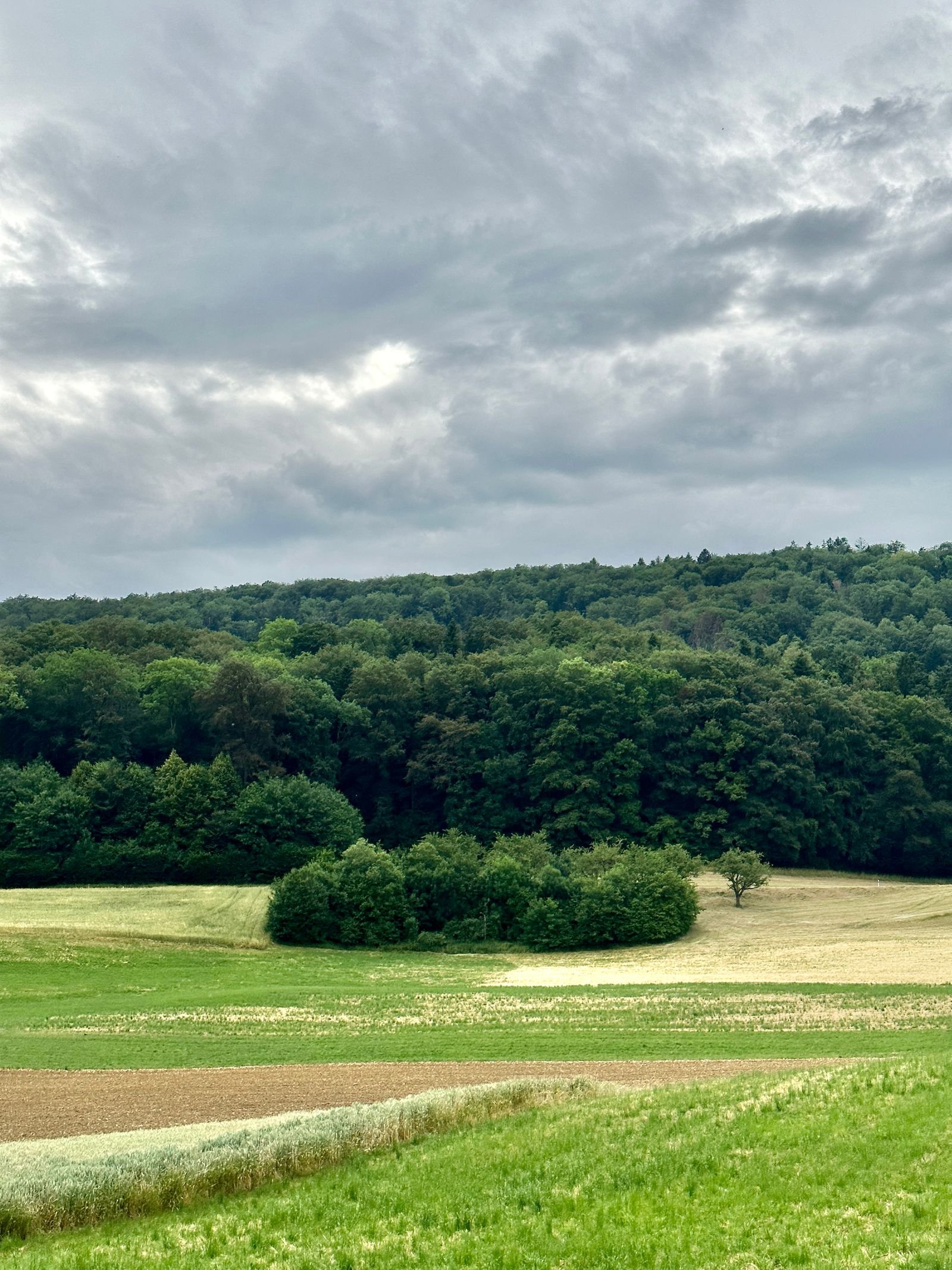 Collines boisées surplombant une vallée